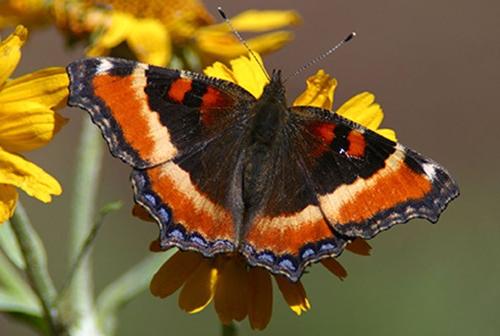 Milbert’s tort butterfly 