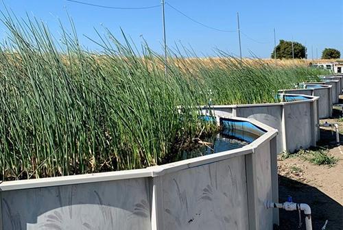 A photo of Floating Wetlands Restoration Research on Bouldin Island.