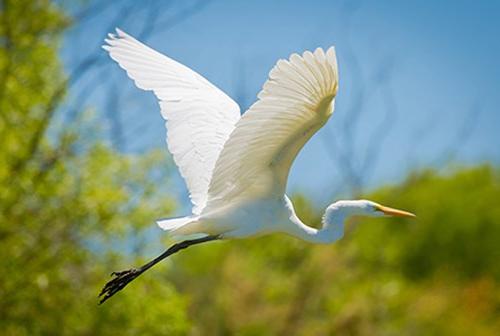 Egret