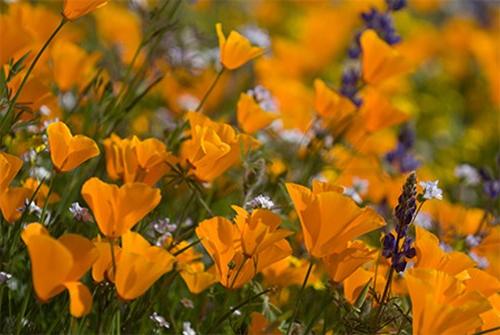 Poppies