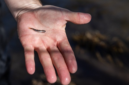 Salmon Predation and Survival Rate Studies  (Photo courtesy DWR)